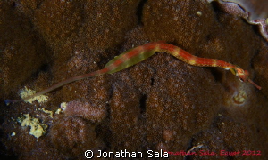 Black Breasted Pipefish

 by Jonathan Sala 